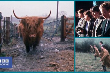 1981: The SCHOOL with HIGHLAND COWS on the CURRICULUM | Nationwide | Animal Magic | BBC Archive
