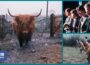 1981: The SCHOOL with HIGHLAND COWS on the CURRICULUM | Nationwide | Animal Magic | BBC Archive
