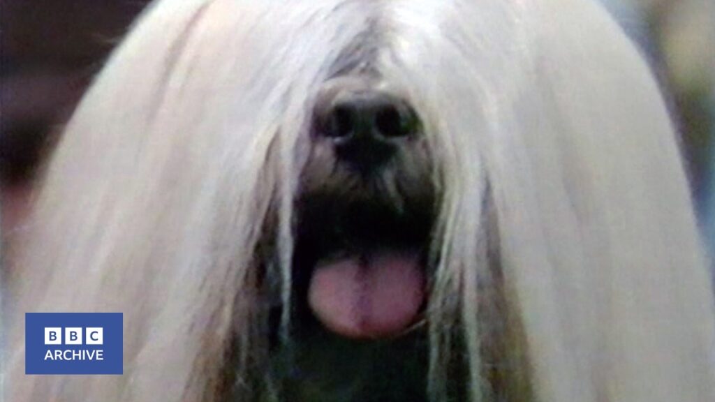 1984: What it Takes to be a Champion Dog | Champion Maker