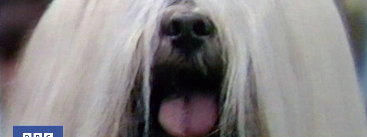 1984: What it Takes to be a Champion Dog | Champion Maker