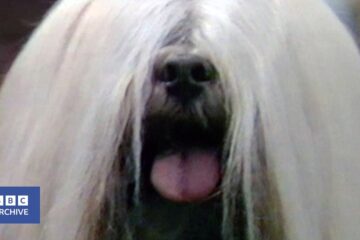 1984: What it Takes to be a Champion Dog | Champion Maker