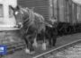 1962: The Last Railway Horses | Tonight